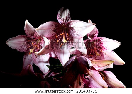 Pink Lily Flower on Black Background