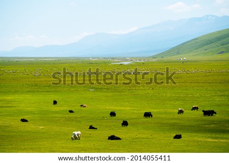 Meadows and the yaks. Shot in Xinjiang, China.