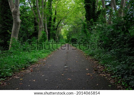 Roads in the forest. Mystical paths 