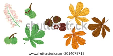 Set of chestnut tree elements. Leaves, flowering branch and chestnut nuts. Hand drawn vector illustration isolated on white background