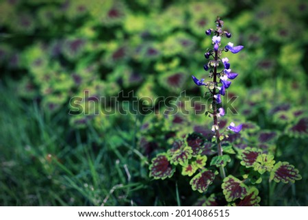 Mini Coleus plant flower growing side by side with grass