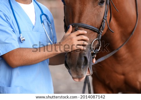 Veterinarian examining cute horse outdoors Royalty-Free Stock Photo #2014087142
