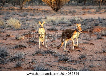 Beautiful, healthy,young kangaroos in natural habitat in a sanctuary in Alice Springs, Northern Territory, Australia