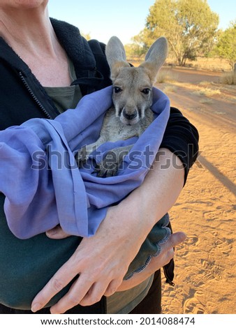 Very young joey Kangaroo wrapped up in a blanket protected from the cold.  Rescued and at a kangaroo sanctuary in Alice Springs, Northern Territory, Australia