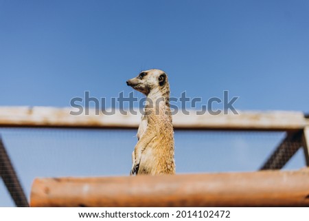 Funny meerkat looks away at the zoo. Cheerful meerkat stands on a blue background on a hot summer day. Meerkat is photographed from below.