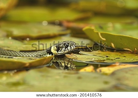 Grass Snake (Natrix natrix) hunting on the leaves of Water Lilies