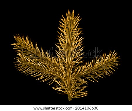 Golden branch of a Christmas tree isolated on a black background. Detail for design. Design elements. Macro. Background for business cards, postcards and posters. 