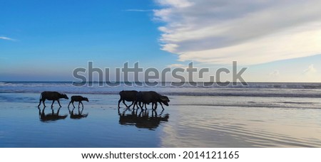 A herd of buffalo on the beach
