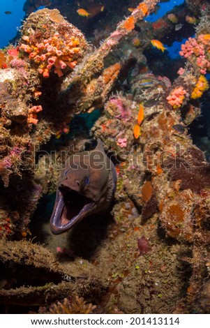 Moray eel on a wreck dive in maldives
