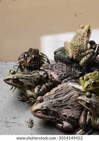group of green and brown skinned toads resting on top of and close to each other near a muddy water body in a tropical area during rainy season 