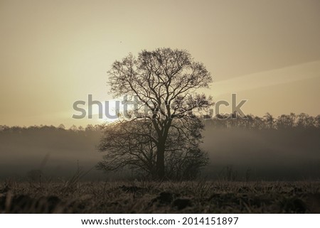 Autumn tree without leaves in the center of the frame at dawn. Beautiful autumn dawn.