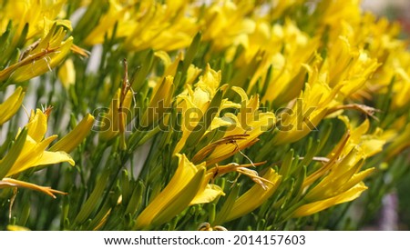 Natural blurred yellow-green floral background of yellow lilies in the botanical garden, frontal view, large format
