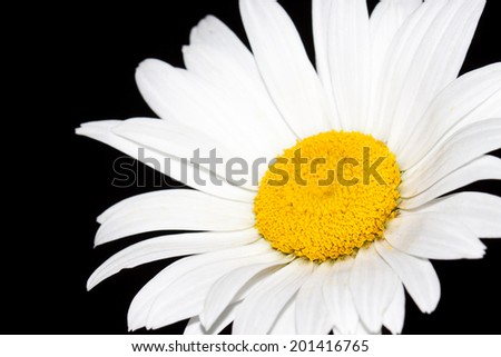 Camomile. Amazing  daisy on black background.  macro image of  beautiful  white  flower for  wallpaper, greeting card.