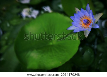 Blue lotus flower with leaf, top down view angle shooting