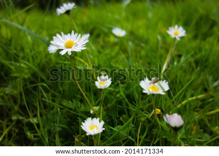 white and yellow Ox-eye daisy (Leucanthemum vulgare) flowers isolated on a natural green background