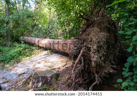 Very large forest tree uprooted after massive storm. Tree stump crater, summer daytime, no people. Europe . Royalty-Free Stock Photo #2014174451