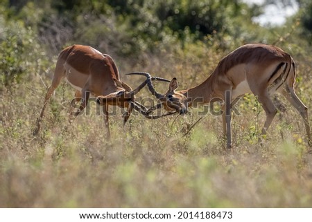 Two male impala fighting with their horns locked in the African bushveld.