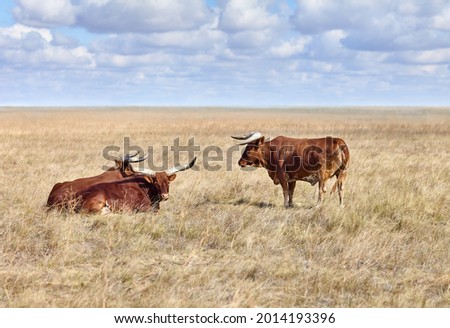 Ankole Watusi ( modern American breed of domestic cattle) in grasslands of virgin steppes. Wild nature background