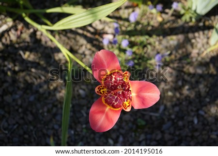 Pardancanda norrisii (leopard flower) Iridaceae family. Hanover, Berggarten. Germany