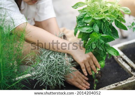 Woman planting sweet basil into plant pot. Home vegetable garden.