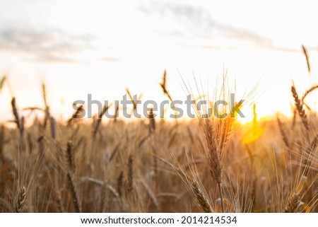 Sunset on the field with young rye or wheat in the summer
