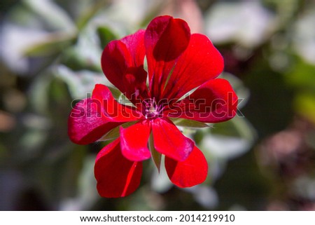 Cose up picture or macro photography of a red geranium flower in full sun. The petals, the corolla and the stamens are perfectly visible.