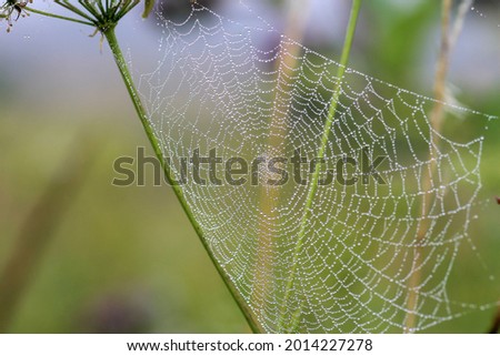 a spider's web in water drops on a summer morning Royalty-Free Stock Photo #2014227278