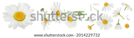 chamomile or daisies isolated on white background with full depth of field. Set or collection. Royalty-Free Stock Photo #2014229732