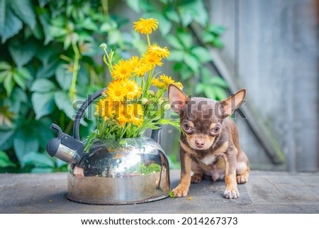 A brown Chihuahua puppy sits, head up, on a wooden table near a kettle of calendula