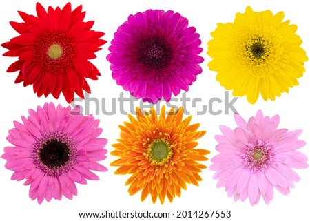 Collage of Mix-Color Gerbera Daisy as background picture.Gerbera on clipping path.