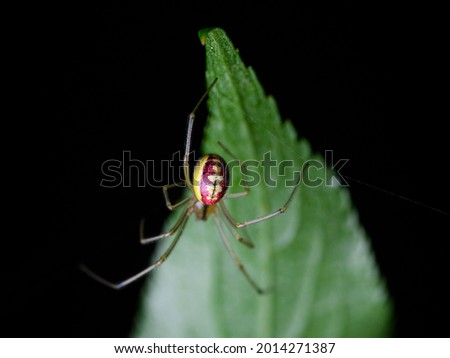 the common candy-striped spider (Enoplognatha ovata) Royalty-Free Stock Photo #2014271387