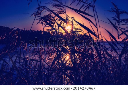 The silhouette of the plants by the lake with the colorful sunset in the background