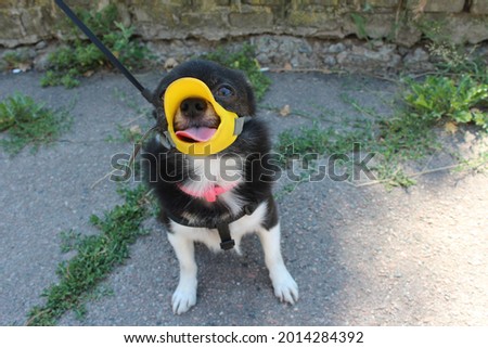 A small, cute Chihuahua dog walks in a funny muzzle 