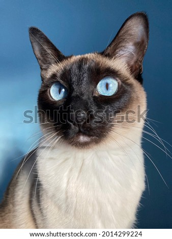 Beautiful blue eyed siamese cat Royalty-Free Stock Photo #2014299224