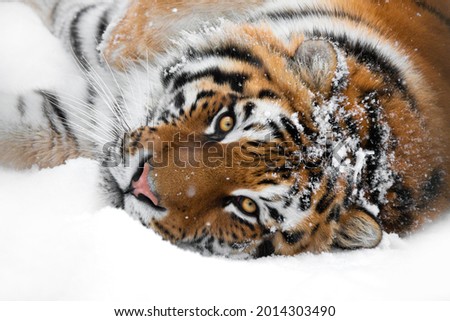 tiger lying in the snow isolated on white background Royalty-Free Stock Photo #2014303490