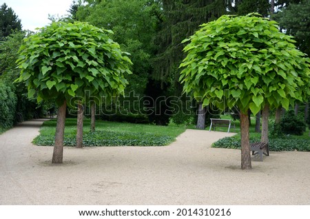 It is a low tree, with large leaves. The heart-shaped leaves are light to medium green. The tree maintains a broadly spherical, compact crown, an alley in the city park by the road Royalty-Free Stock Photo #2014310216