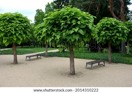It is a low tree, with large leaves. The heart-shaped leaves are light to medium green. The tree maintains a broadly spherical, compact crown, an alley in the city park by the road Royalty-Free Stock Photo #2014310222