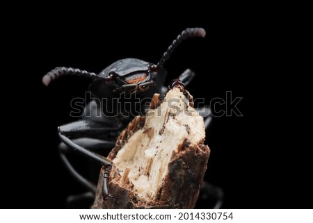 Darkling Beetle or super worm  "zophobas morio" on stalk with black backgroun, Closeup Darkling Beetle