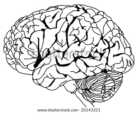 Contour Line drawing of a brain (vector)