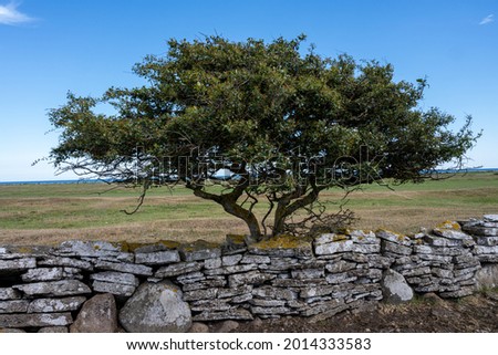 A tree in a moor landscape. Picture from the Baltic Sea island of Oland