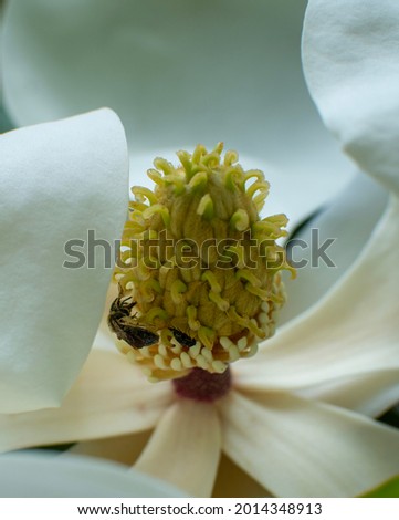 Mining Bee (Andrena) on Magnolia Flower