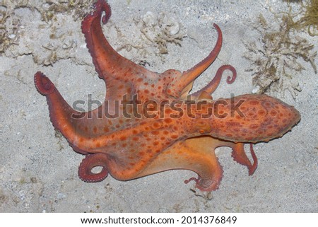 Starry Night Octopus are common in the intertidal areas around Exmouth. They are a larger species of Octopus that can be seen hunting at night by reaching their arms into small cracks and crevices. 