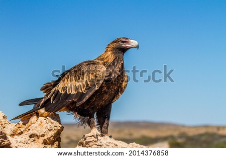 Wedge-tailed Eagles are Australia's largest Bird of Prey. They are often seen feeding on roadkill Kangaroos but are capable of hunting and killing small kanagroos as well. 