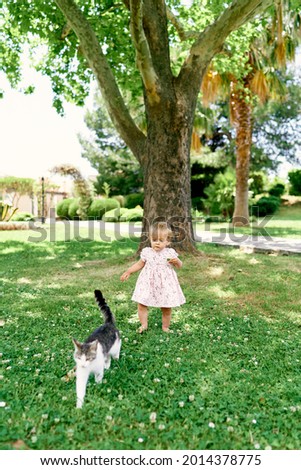 Little girl walks along a green lawn behind a cat against a background of a plane tree
