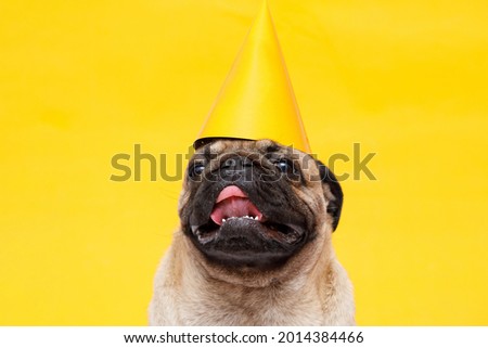 Portrait of cute puppy of the pug breed with party hat on head. Little smiling cheerful dog on yellow background. Free space for text.