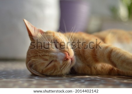 Picture Of Cute Sleepy Yellow Cat