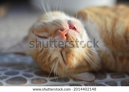 Picture Of Cute Sleepy Yellow Cat