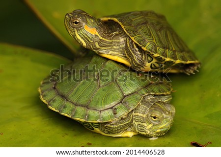 Two red eared slider tortoises are sunbathing on lotus leaves before starting their daily activities. This reptile has the scientific name Trachemys scripta elegans. 