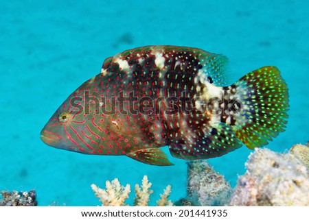 Abudjubbe's wrasse (Cheilinus abudjubbe) in the Red Sea, Egypt.