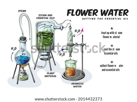 Process production of essential aromatic oil and flower water using steam apparatus for distilling. Making perfumery in chemistry laboratory. Vector color sketch illustration. Royalty-Free Stock Photo #2014432373